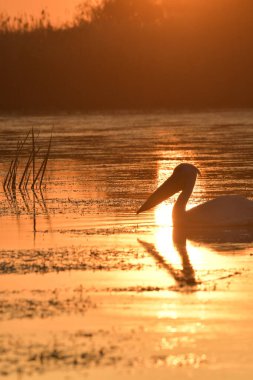 Göl kenarındaki beyaz pelikanlar - Pelecanus onocrotalus