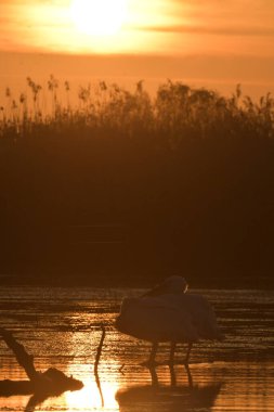 Göl kenarındaki beyaz pelikanlar - Pelecanus onocrotalus