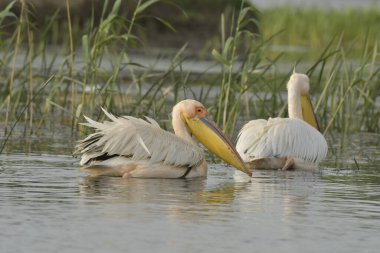 Beyaz pelikan - Pelecanus onocrotalus on water