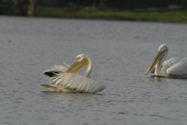 Beyaz pelikan - Pelecanus onocrotalus on water