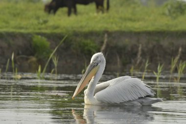 Dalmaçyalı pelikan - Su üzerinde Pelecanus crispus