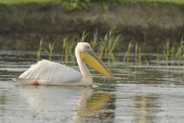 Beyaz pelikan - Pelecanus onocrotalus on water
