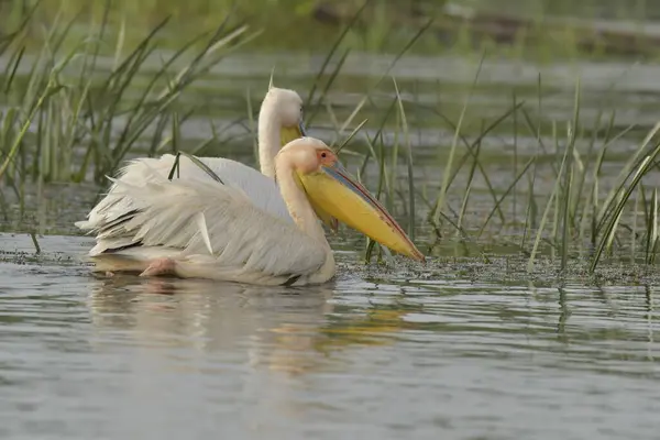 Beyaz pelikan - Pelecanus onocrotalus on water