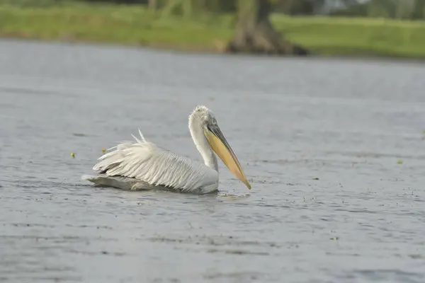 Dalmaçyalı pelikan - Su üzerinde Pelecanus crispus