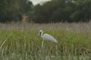 Balık yiyen büyük balıkçıl - Ardea alba