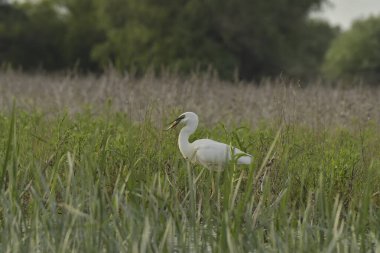 Balık yiyen büyük balıkçıl - Ardea alba