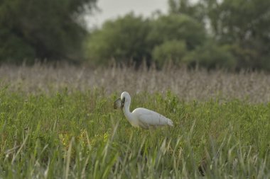 Balık yiyen büyük balıkçıl - Ardea alba