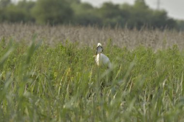 Balık yiyen büyük balıkçıl - Ardea alba