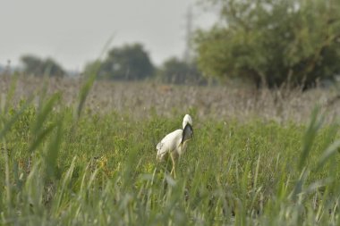 Balık yiyen büyük balıkçıl - Ardea alba