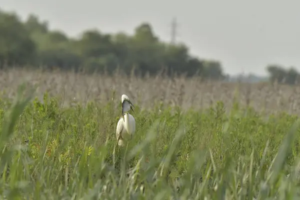 Balık yiyen büyük balıkçıl - Ardea alba