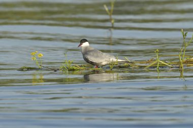 Bıyıklı Tern - (Chlidonias melezi) suyun üzerinde