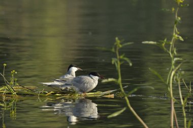 Bıyıklı Tern - (Chlidonias hybrida) su üzerinde 