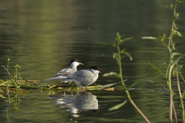 Bıyıklı Tern - (Chlidonias hybrida) su üzerinde 