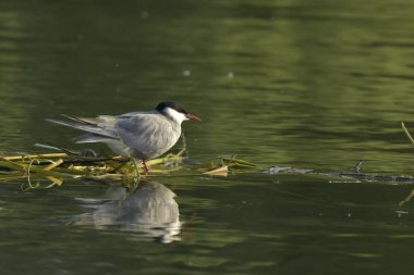 Bıyıklı Tern - (Chlidonias hybrida) su üzerinde 