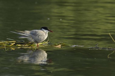 Bıyıklı Tern - (Chlidonias hybrida) su üzerinde 