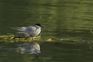 Bıyıklı Tern - (Chlidonias hybrida) su üzerinde 