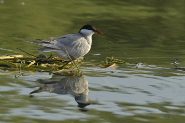 Bıyıklı Tern - (Chlidonias melezi) suyun üzerinde