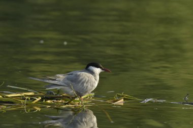 Bıyıklı Tern - (Chlidonias melezi) suyun üzerinde