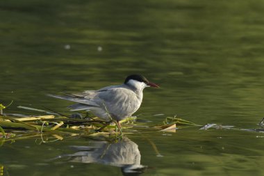 Bıyıklı Tern - (Chlidonias melezi) suyun üzerinde