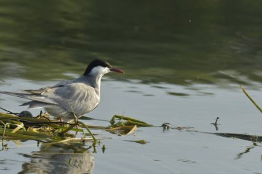 Bıyıklı Tern (Chlidonias melezi) suyun üzerinde