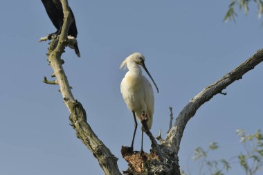 Balıkçıl, gece, gri, su, kuş, vahşi, doğa, taç