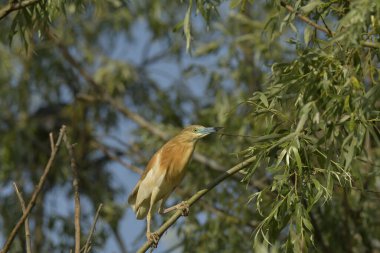 Squacco heron - Ardeola ralloides