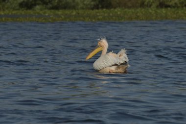 Beyaz pelikan - Pelecanus onocrotalus on water