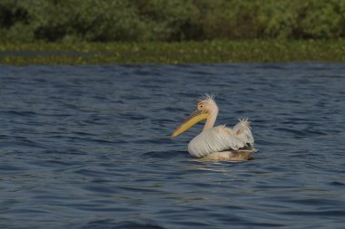 Beyaz pelikan - Pelecanus onocrotalus on water