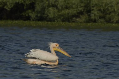 Beyaz pelikan - Pelecanus onocrotalus on water
