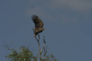 beyaz kuyruklu kartal - Haliaeetus albicilla