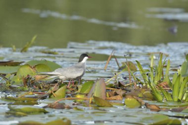 Bıyıklı Tern - (Chlidonias melezi) yuvada