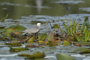 Bıyıklı Tern - (Chlidonias melezi) yuvada