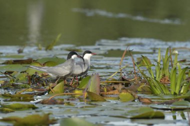 Bıyıklı Tern - (Chlidonias melezi) yuvada