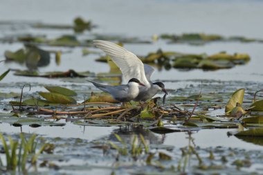 Bıyıklı Tern - (Chlidonias melezi) yuvada