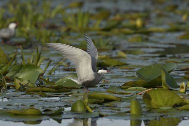 Whiskered Tern (Chlidonias hybrida)  on nest clipart