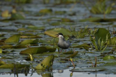 Bıyıklı Tern - (Chlidonias melezi) yuvada