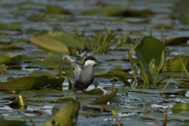 Bıyıklı Tern (Chlidonias melezi) yuvada