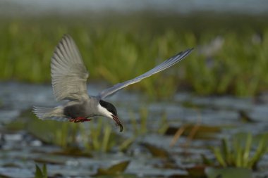Bıyıklı Tern (Chlidonias melezi) suyun üzerinde