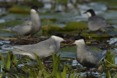 Whiskered Tern (Chlidonias hybrida)  on water clipart