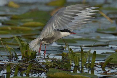 Bıyıklı Tern (Chlidonias melezi) suyun üzerinde