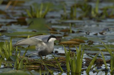 Bıyıklı Tern (Chlidonias melezi) suyun üzerinde