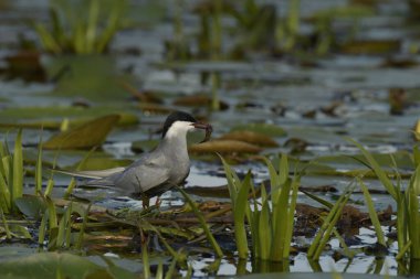 Bıyıklı Tern (Chlidonias melezi) suyun üzerinde