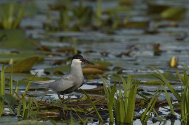 Bıyıklı Tern (Chlidonias melezi) suyun üzerinde