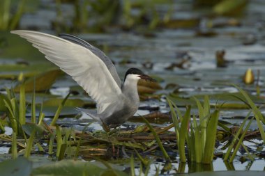 Bıyıklı Tern (Chlidonias melezi) suyun üzerinde