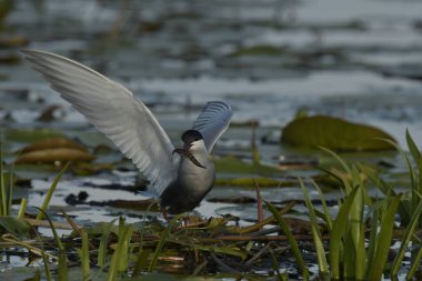 Bıyıklı Tern (Chlidonias melezi) suyun üzerinde