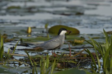 Bıyıklı Tern (Chlidonias melezi) yuvada