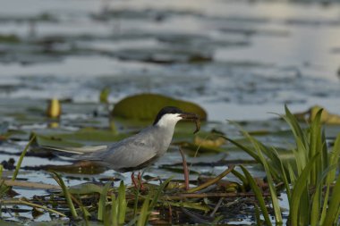 Bıyıklı Tern (Chlidonias melezi) yuvada