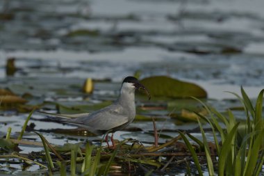 Bıyıklı Tern (Chlidonias melezi) yuvada