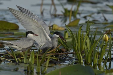 Bıyıklı Tern (Chlidonias melezi) suyun üzerinde