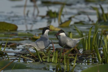 Bıyıklı Tern - (Chlidonias melezi) suyun üzerinde